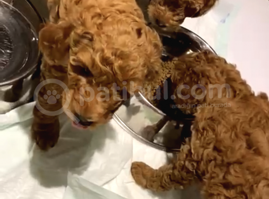 Toy Poodle Orjinal Red Brawn