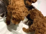 Toy Poodle Orjinal Red Brawn