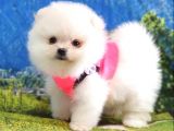 Teddy Face Pomeranian Boo Yavrularımız