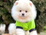 Safkan Teddy Surat Pomeranian Boo Yavrularımız