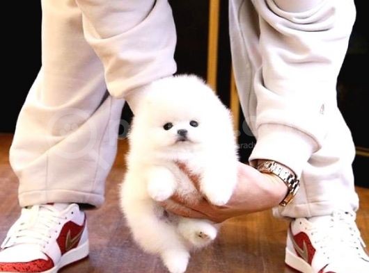 Pomerani̇an Boo Yavrulari görsel