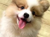 Welsh Corgi̇ / Di̇şi̇ / Ücretli̇ / Yavrular