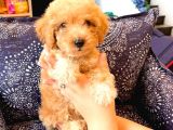 SAHİBİNDEN TOY POODLE  YAVRULAR 