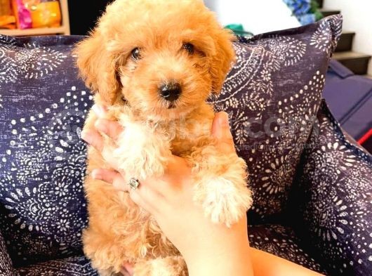 Sahi̇bi̇nden Toy Poodle  Yavrular 