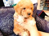 Sahi̇bi̇nden Toy Poodle  Yavrular 