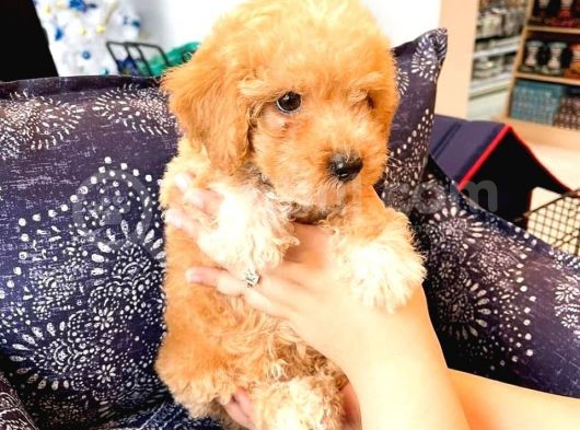 Sahi̇bi̇nden Toy Poodle  Yavrular  görsel