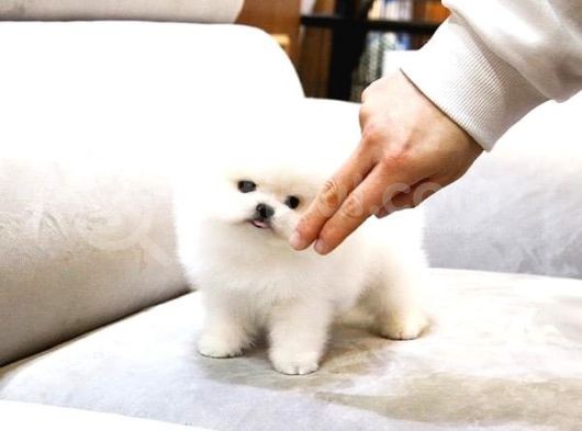 Pomerani̇an Boo Yavrulari görsel