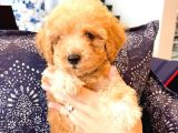 Sahi̇bi̇nden Toy Poodle  Yavrular 