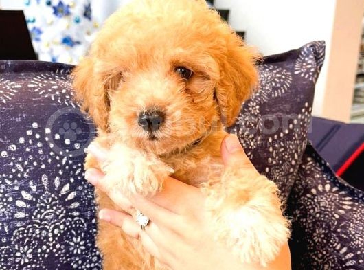 Sahi̇bi̇nden Toy Poodle  Yavrular  görsel