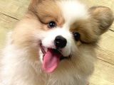 Welsh Corgi̇ / Di̇şi̇ / Ücretli̇ / Yavrular