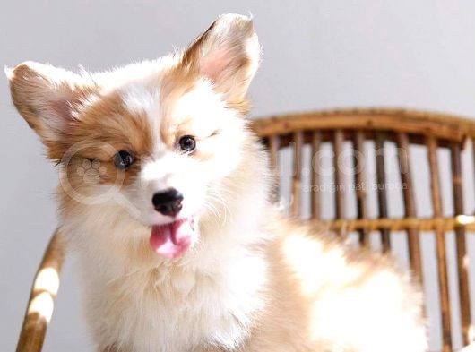 Pembroke Welsh Corgi̇ Yavru / Satilik / Türki̇ye De Tek