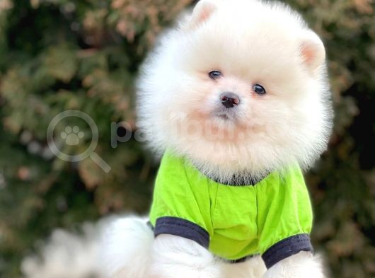 Safkan Teddy Surat Pomeranian Boo Yavrularımız