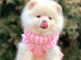 Safkan Teddy Surat Pomeranian Boo Yavrularımız