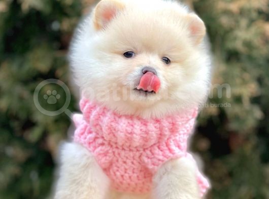 Safkan Teddy Surat Pomeranian Boo Yavrularımız görsel