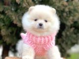 Safkan Teddy Surat Pomeranian Boo Yavrularımız