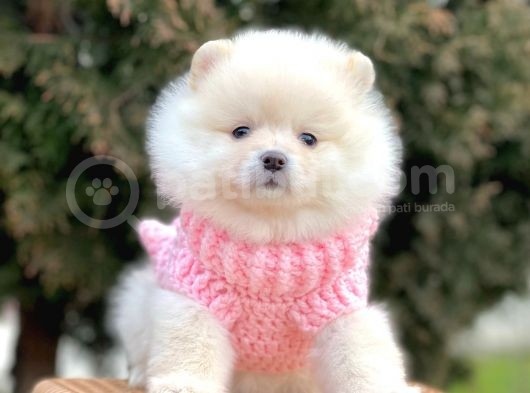 Safkan Teddy Surat Pomeranian Boo Yavrularımız görsel