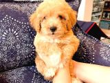Sahi̇bi̇nden Toy Poodle  Yavrular 