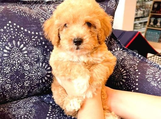 Sahi̇bi̇nden Toy Poodle  Yavrular  görsel