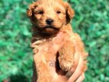 Xsmall Malti̇po Teacup Di̇şi̇ Erkek Yavrular Mevcut