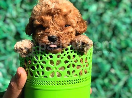 Xsmall Malti̇po Teacup Di̇şi̇ Erkek Yavrular Mevcut görsel
