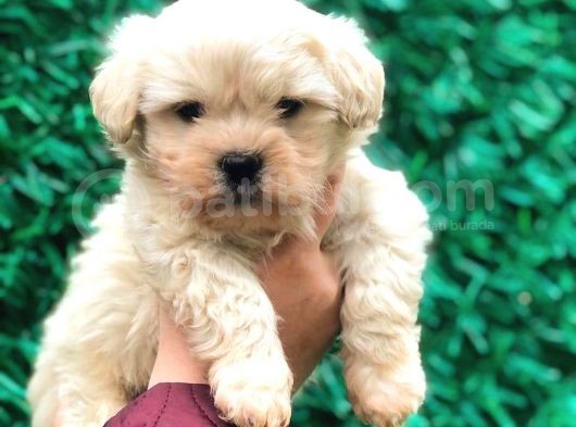 Malti̇po Tea Cup Üst Kali̇te Bebekleri̇mi̇z görsel