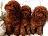 Bebek Surat Toy Poodle Yavrular