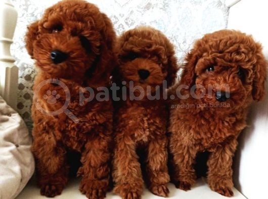 Bebek Surat Toy Poodle Yavrular