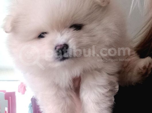 Safkan Dişi Yavru Pomeranian görsel
