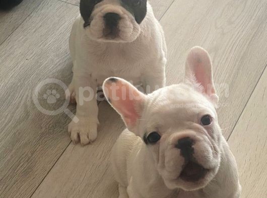Muhteşem French Bulldog Erkek Yavrularımız görsel