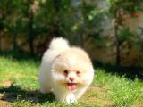Yavru Patiler Farkı Ile Pomeranian Bo Yavrularımız