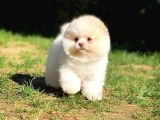 Yavru Patiler Farkı Ile Pomeranian Bo Yavrularımız