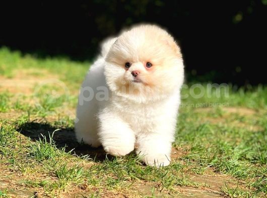 Yavru Patiler Farkı Ile Pomeranian Bo Yavrularımız görsel