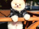 Yavru Patiler Farkı Ile Pomeranian Bo Yavrularımız