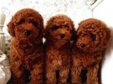 Bebek Surat Toy Poodle Yavrular