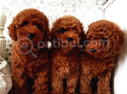Bebek Surat Toy Poodle Yavrular