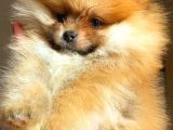 Orange Pomerani̇an Boo Üst Kali̇te Oğlumuz
