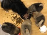 Ankara Pomeranian Yavrular