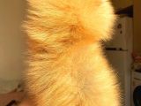 Orange Pomerani̇an Boo Üst Kali̇te Oğlumuz