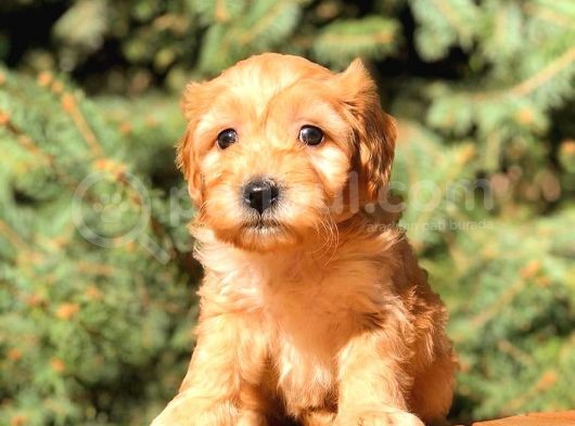 Teacup Red Malti̇po Bebekler görsel