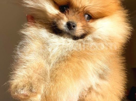 Orange Pomerani̇an Boo Üst Kali̇te Oğlumuz görsel