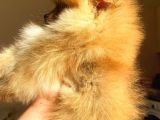 Orange Pomerani̇an Boo Üst Kali̇te Oğlumuz