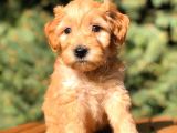 Teacup Red Malti̇po Bebekler