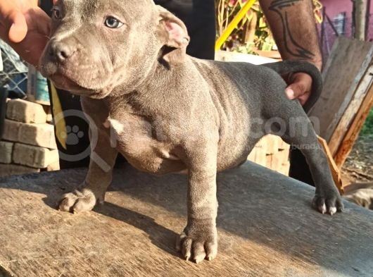 Scrli American Bully görsel