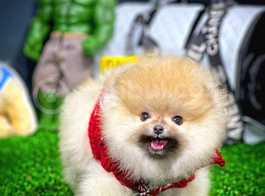 Ayı Surat Pomeranian Boo Yavrularımız görsel