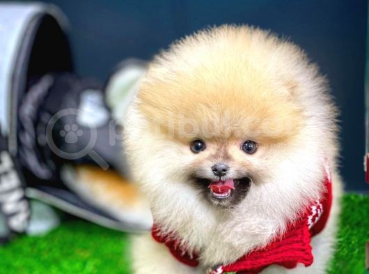 Ayı Surat Pomeranian Boo Yavrularımız görsel