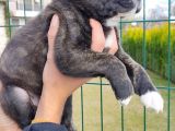 Cane Corso Yavruları