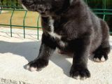 Cane Corso Yavruları