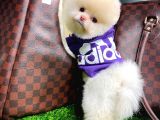 Aa Kalite Safkan  Pomeranian Oğlumuz