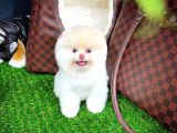 Aa Kalite Safkan  Pomeranian Oğlumuz