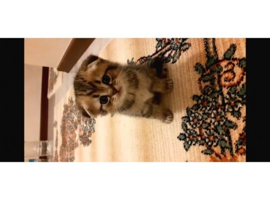 Scottish Fold Ve Brittsh Yavrular görsel